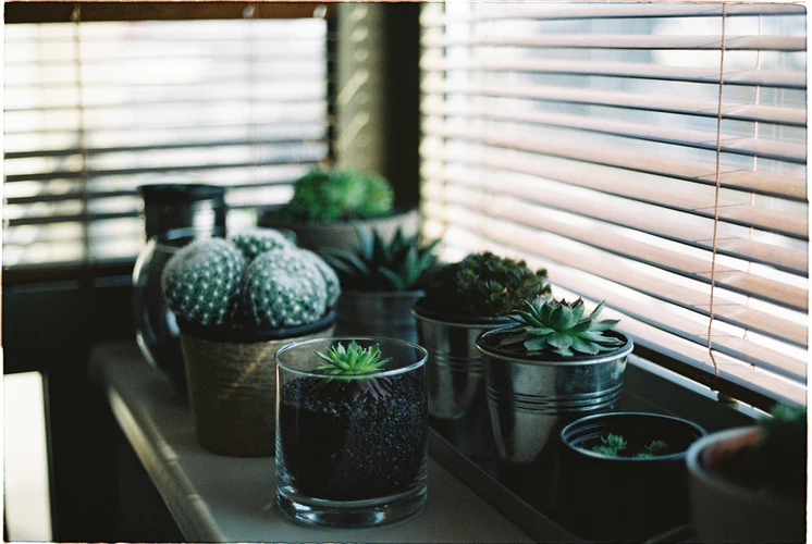 How Indoor Plants Can Brighten Up Your Rental