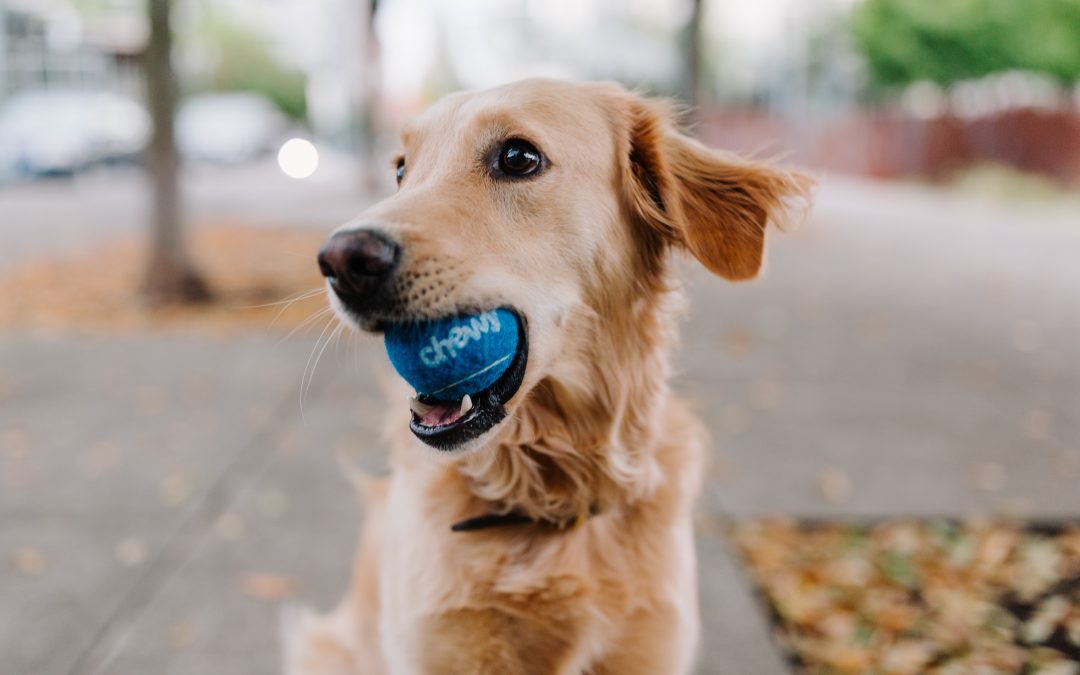 Dog Parks around the Greater Victoria Area!