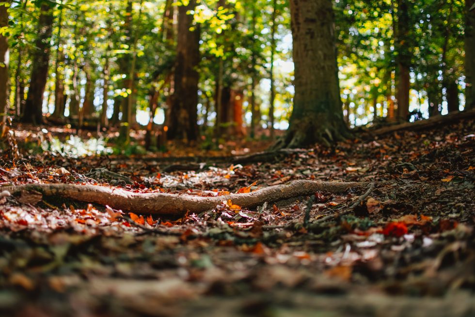 5 Best Hikes on Vancouver Island!