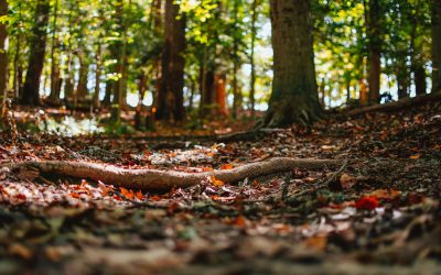 5 Best Hikes on Vancouver Island!