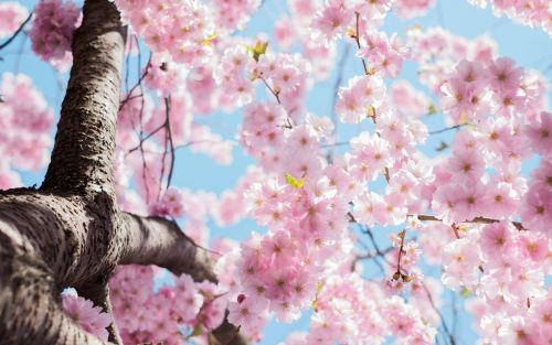Spring is Stirring: 6 Ways to Experience Greater Victoria This Spring